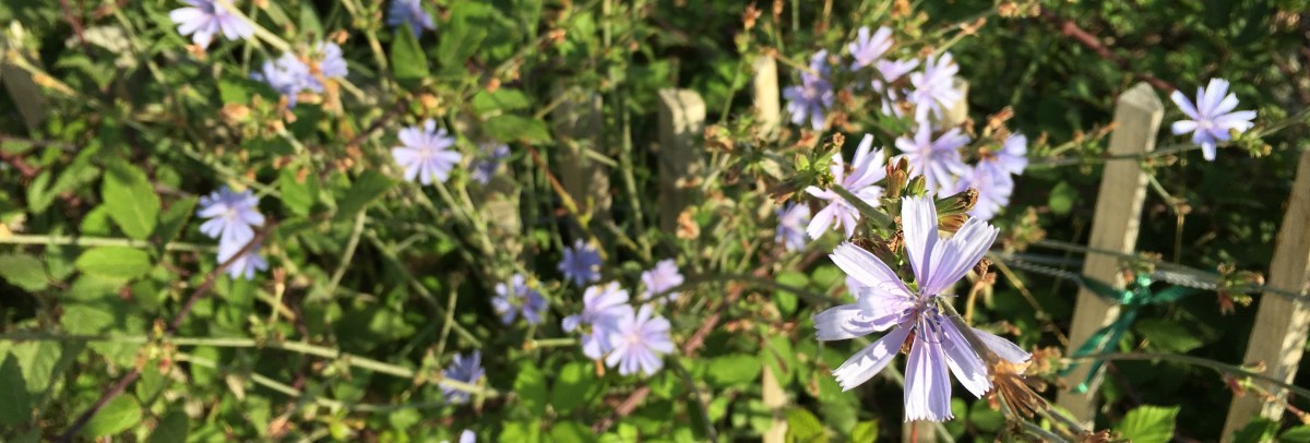 Chicorée le matin