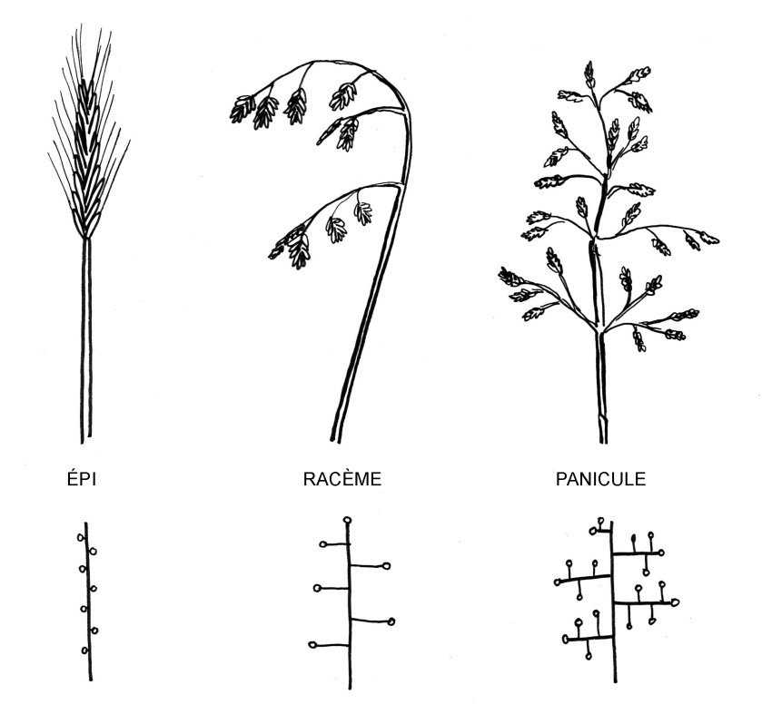 inflorescence graminées