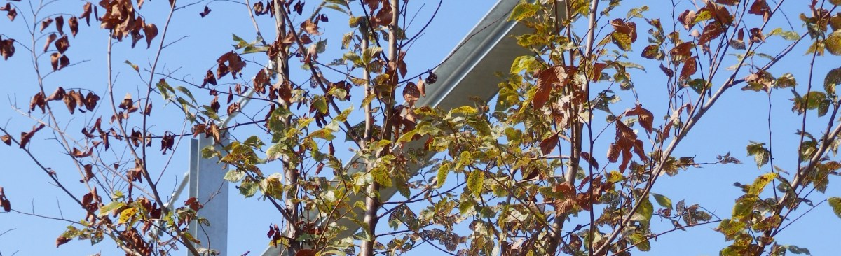 Dépérissement des ormes