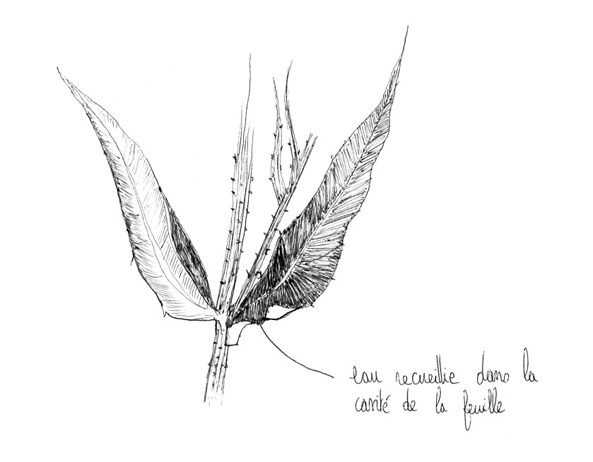 feuilles caulinaires cardère