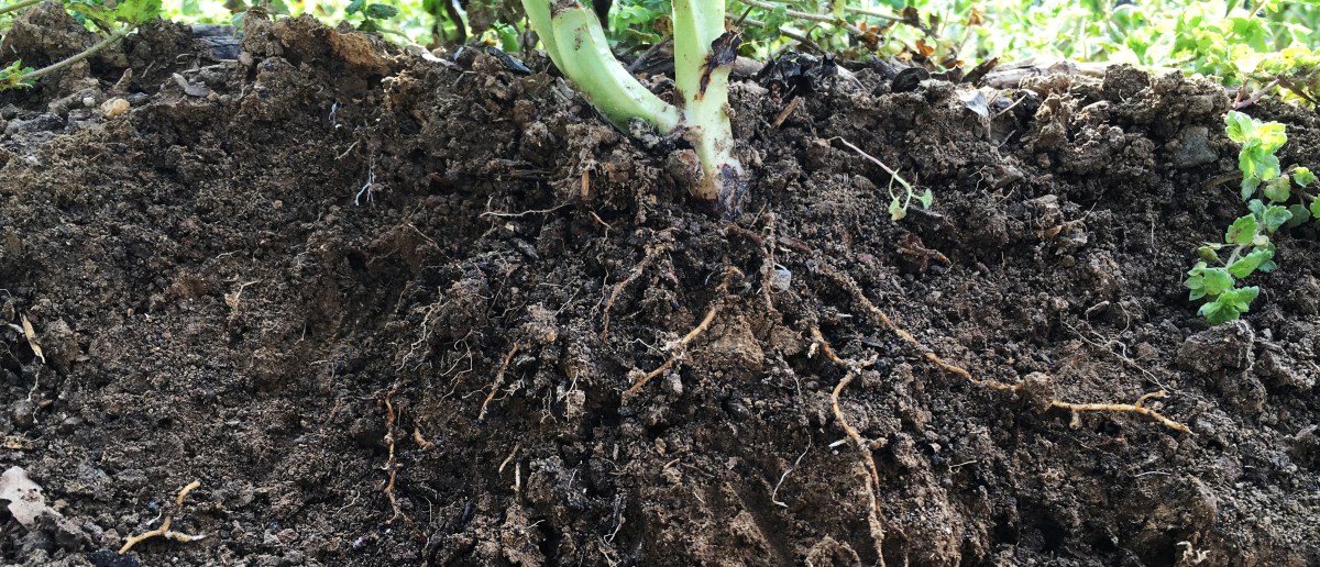 Jardiniers des racines