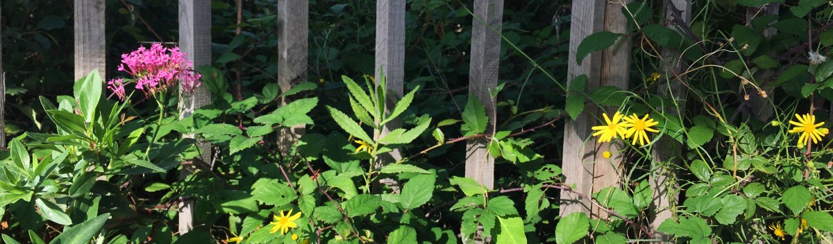 L&rsquo;automne, ce petit&nbsp;printemps