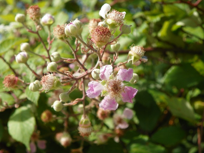 Ronce fleur-juin2020